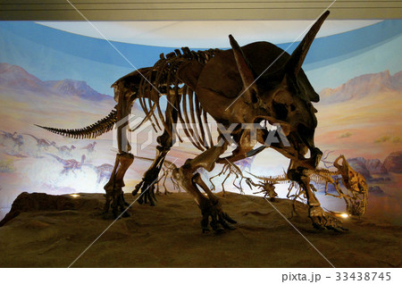 恐竜の骨の写真素材