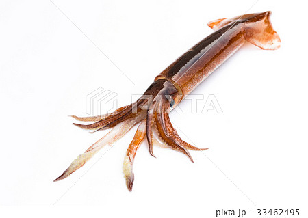 外套膜の写真素材