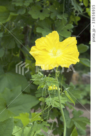 ヘチマの花 緑色 葉 黄色 縦の写真素材