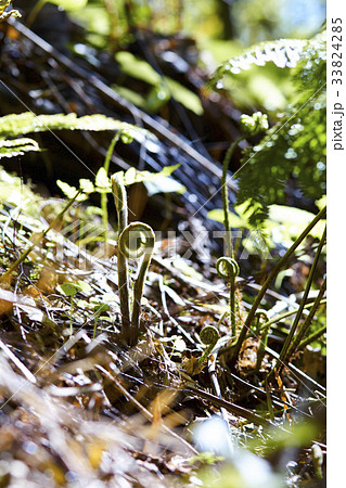 山菜 わらび ぜんまい こごみの写真素材