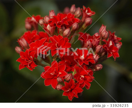 カランディーバ 花の写真素材