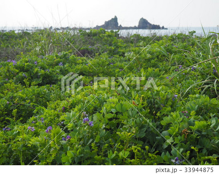 真鶴半島自然公園の写真素材