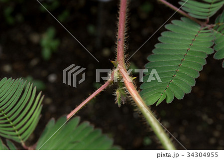 オジギソウ とげ 植物の写真素材