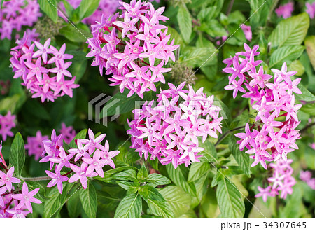 ペンタス 花 雄しべ 多数の写真素材