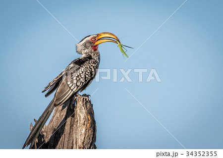 鳥 サイチョウ カマキリ 蟷螂の写真素材