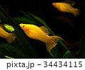 バルーンモーリー 稚魚の写真素材 バルーンモーリー 稚魚の写真素材