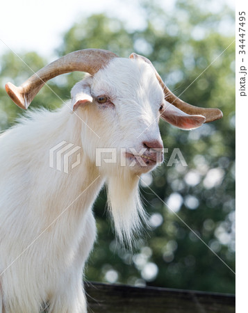 山羊の角の写真素材 - PIXTA