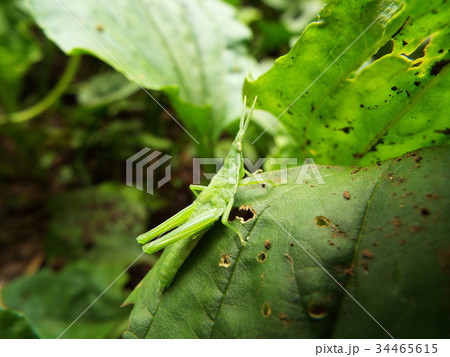 バッタ 脱皮 抜殻 昆虫の写真素材
