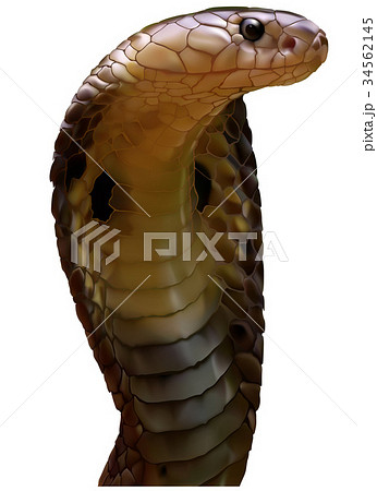 キングコブラ ヘビ ベクトル 危ないのイラスト素材