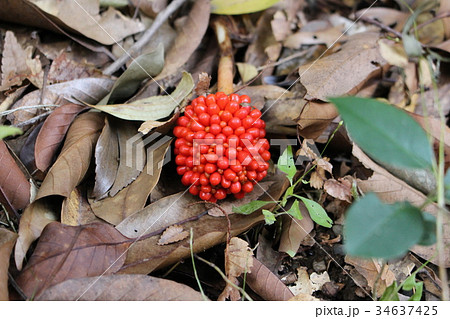 マムシグサの実 マムシグサ 実 赤い実の写真素材