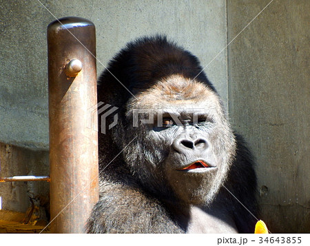 MONKEY MARK ポーズするブルーゴリラ A1サイズ ゴリラ 動物 猿 ポーズの写真素材 - PIXTA