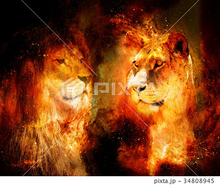 動物 ライオン 火 炎の写真素材