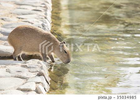 動物 茶色 陸の哺乳類 水辺の写真素材
