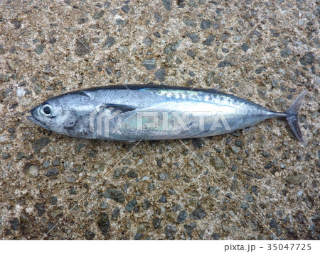 サバ 青魚 サバ科 スズキ目の写真素材