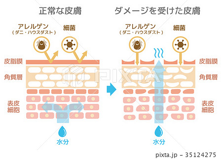 細胞のイラスト素材