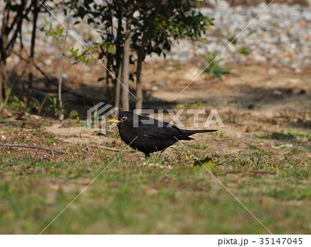 黒歌鳥の写真素材