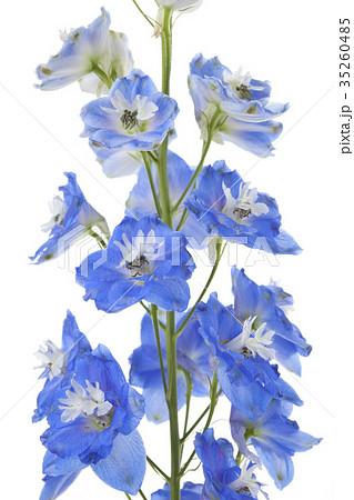 デルフィニューム 蕾 花の写真素材