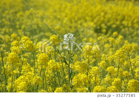 白い菜の花の写真素材