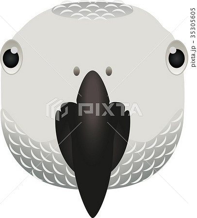 ヨウムのイラスト素材