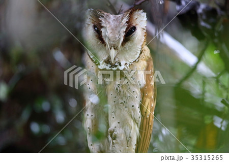 ニセメンフクロウの写真素材