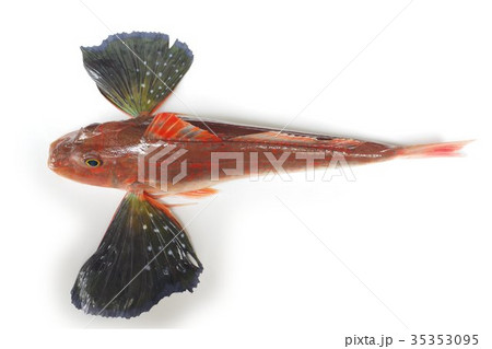 キミヨ 魚 海水魚の写真素材 キミヨ 魚 海水魚の写真素材