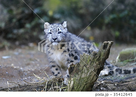 ユキヒョウ 雪豹 かわいい 子供の写真素材