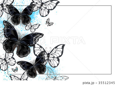 黒い蝶の写真素材