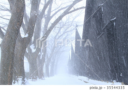 冬 雪 吹雪 ケヤキの写真素材