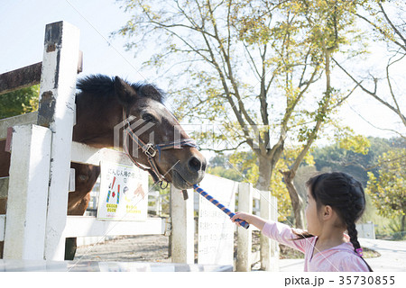 ふれあい 餌やり 馬 食べるの写真素材