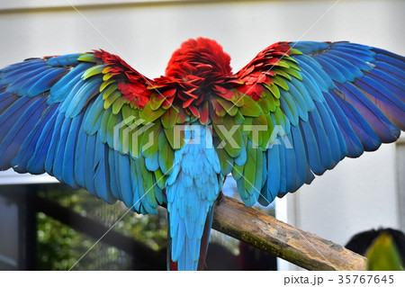 羽根　ルリコンゴウインコ　ベニコンゴウインコ　オウム コンゴウインコ総合図鑑｜Macaw | OPiときめく愛鳥図鑑