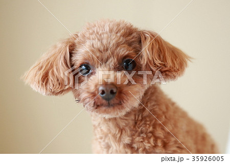 犬 トイプードル 鼻 茶色 子犬の写真素材