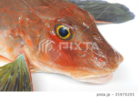 キミヨ 魚 海水魚の写真素材 キミヨ 魚 海水魚の写真素材