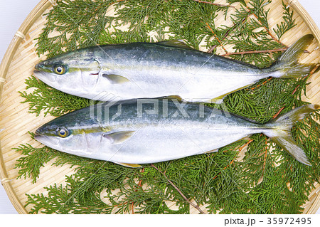 メジロ 魚 食べ物 和食の写真素材