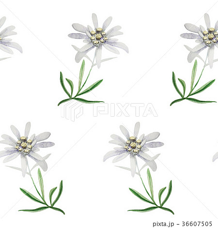エーデルワイス 花の写真素材