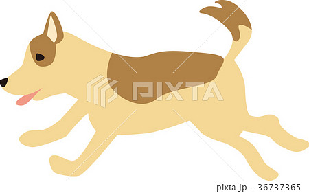 柴犬 犬 子犬 走るのイラスト素材