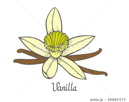 Vanilla Flower Plantのイラスト素材