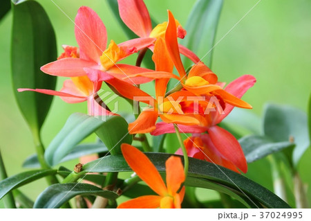 カトレア　オレンジナゲット‘Orange Queen’（花は終わりました） カトレア オレンジナゲット'Orange Queen'（花は終わりました）