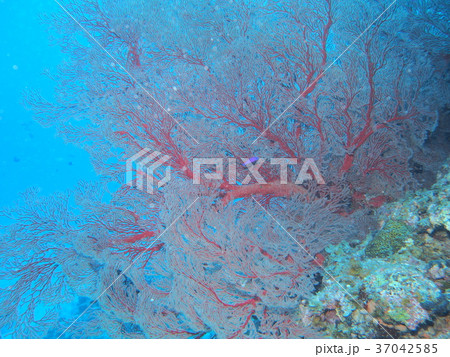 天然記念物リュウキュウイソバナ珊瑚 リュウキュウイソバナ Wrightella tongaensis －〔NET de 水族館〕