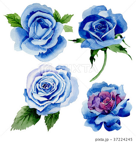 青いバラのイラスト素材
