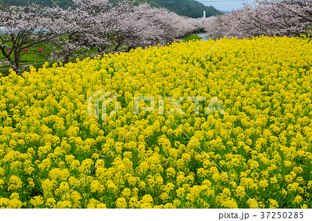 琴海花まつりの写真素材