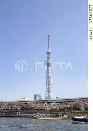 隅田川 東京スカイツリー 屋形船 桜の写真素材