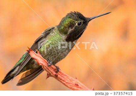 ハチドリ はちどり 外国の鳥 アメリカの野鳥の写真素材