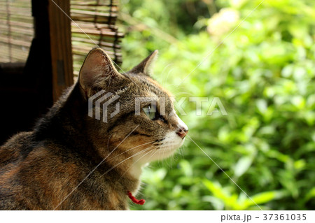 猫 縁側 飼い猫 動物の写真素材