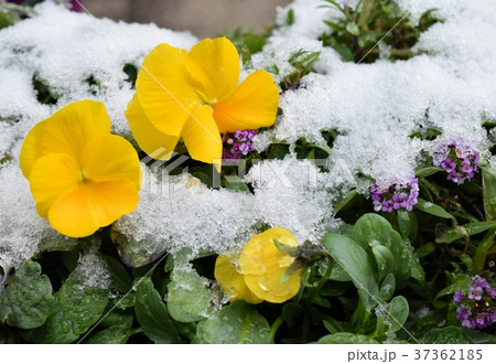 ビオラ 花 雪 パンジーの写真素材 Pixta