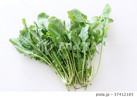 アルグラ サラダ 葉物 野菜の写真素材