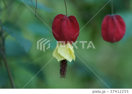 チャイニーズランタン 繊維植物の写真素材