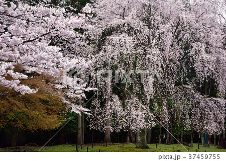 豊太閤花見行列の写真素材