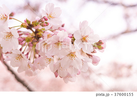 さくら 花びらの写真素材