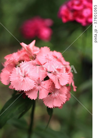 常夏 花 植物 ナデシコ科の写真素材