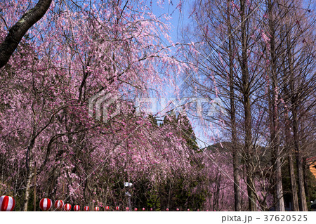 世羅 甲山ふれあいの里 桜 シダレの写真素材